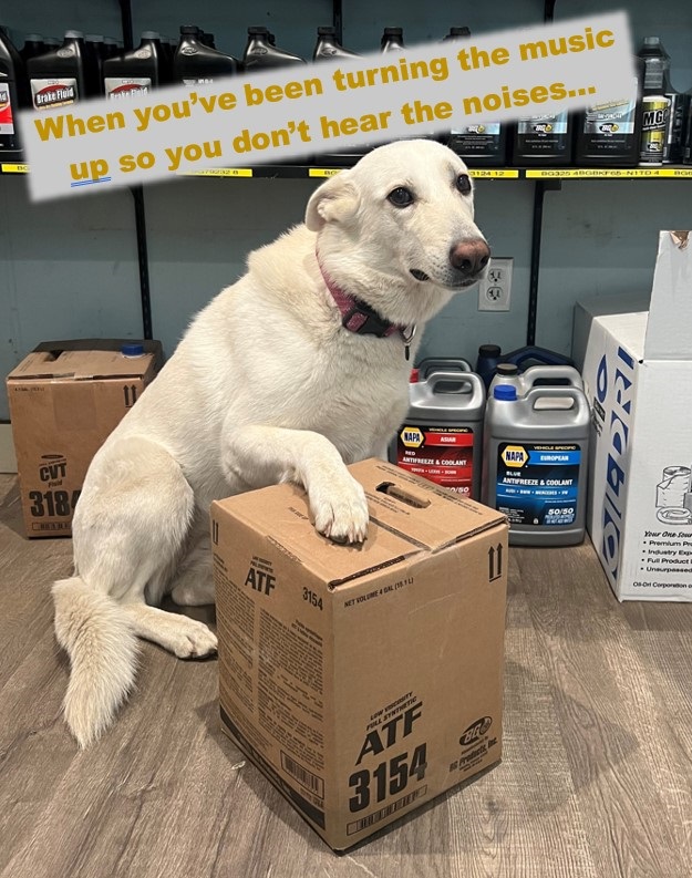 Dog at transmission service shop